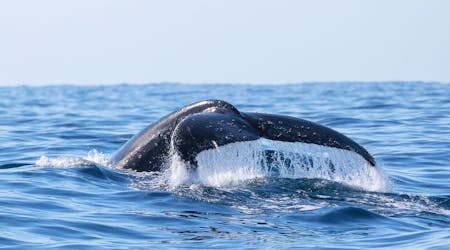 Vivi la crociera di avvistamento delle balene nella baia di Jervis